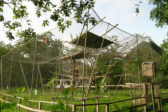 Die Papagais schreien ¡Hola!, etc. nur wenn es ihnen passt - gehoert hab ichs aber wirklich!!