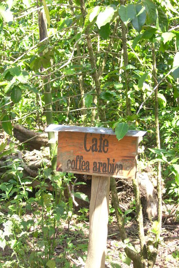 Coffee Arabica - hoert sich doch stark an, oder was?