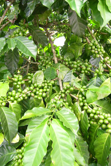 Sind das nicht die schoensten Fruechte die das menschliche Auge jemals gesehen hat?? 
