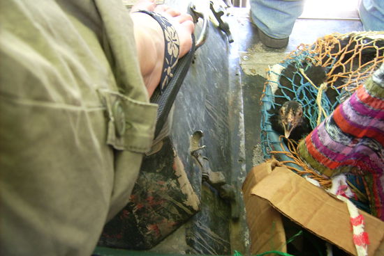 schlecht zusehen: da sitzen Huehner in dem Eimer neben meinem Fuss ... es dauerte ca. 20 Sekunden bis deren Koepfe durch das Netz war und zielstrebig auf meinen Fuss losgingen 