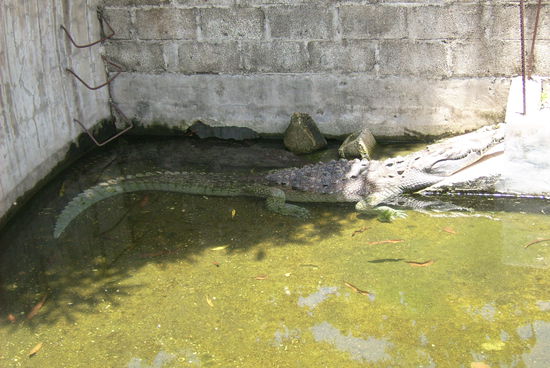 Im Zentrum von Livingston befand sich ploetzlich 4 viel zu kleine Becken mit jeweils einem Krokodil ...