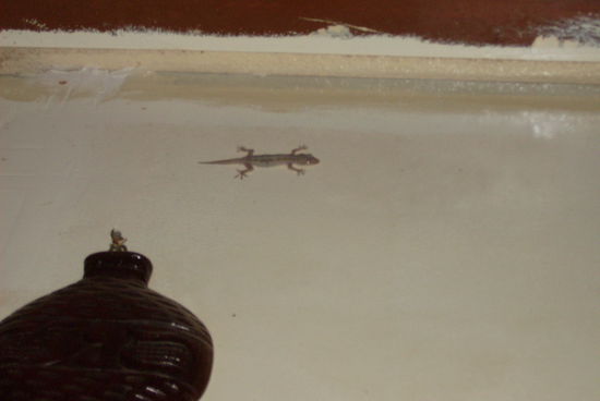 Ein Geko jagd den anderen ...