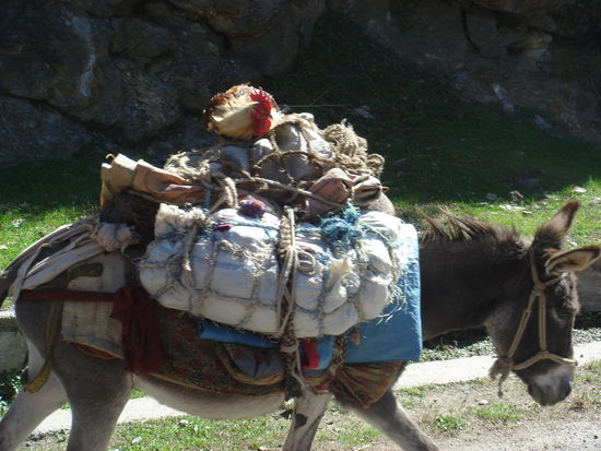 für genaue Beobachter... die Pakistani wissen, dass Hühner gerne reiten..