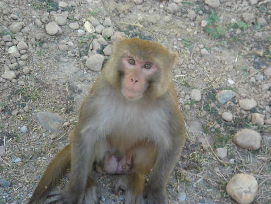jaja, fuer sowas muss man nicht soweit fahren..die gibt's auch im Zolli, dort koennen sie einen jedoch nicht angreiffen... die Fiecher sind echt frech und beissig drauf.