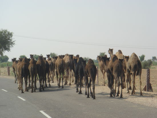 Nicht einmal diese stolzen Tiere halten sich im ehemals englischen Indien an die Strassenordnung