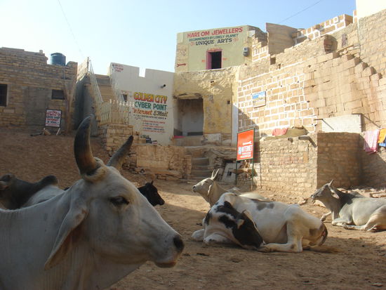Die Ruhe der Kuh hilft insgeheim beim surfen in Indien