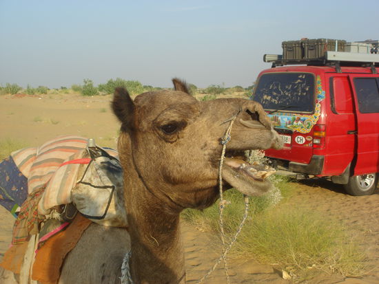 ..wir mussten nach 20 Litern Wasserspende aufhoeren...durstige Dinger diese Kamele