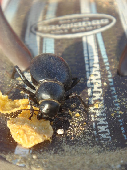 PS: die Duenenkaefer lieben Corn Flakes.