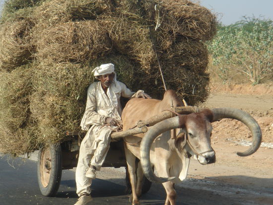 wie schlaeft man wohl gemuetlich mit solchen Riesendingern am Schaedel??