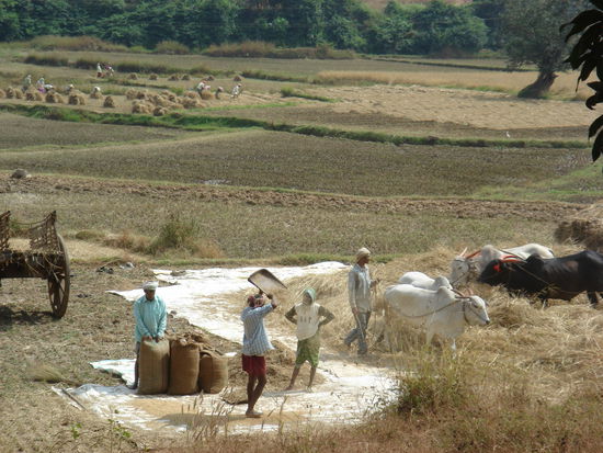 Getreidedreschen wie zu Gotthelf's Zeiten..