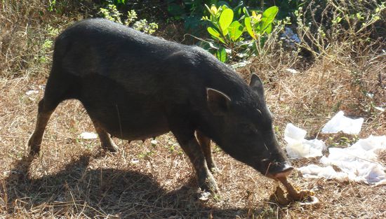 So ne Sauerei, und ihr solltet das Schmatzen hoeren koennen  – da vergeht dir echt die Stimmung nach Schweinefleisch..