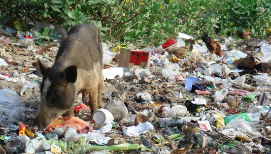 Typisch indische Schweinerei - allgegenwaertig