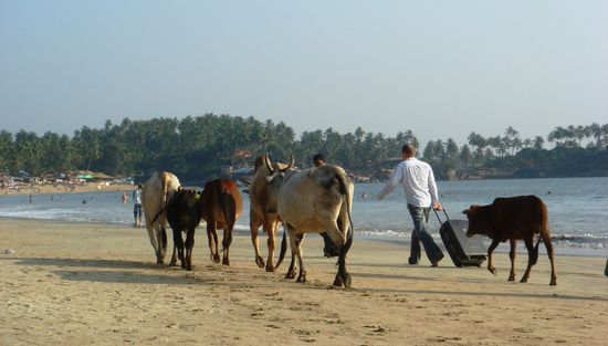 So ein Rollkoffer ist eine praktische  Erfindung.