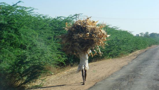 Grosse Maislieferung