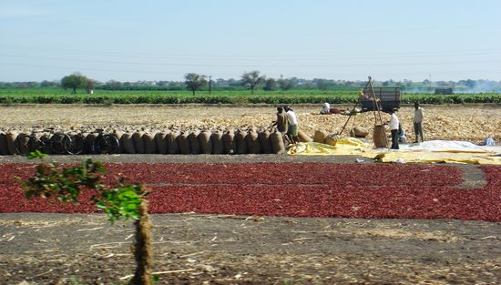 Chillitrocknen und Verpacken...Sergio...da denken wir gerne an die leckere Chillisauce deiner Mamma..brauchen langsam Nachschub!
