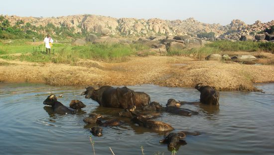 tierischer Badeplausch