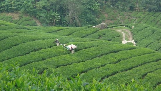 ..moderne Bergteernte..spezielle, liegende Rasenmaeher schwirren ueber die Teestauden.