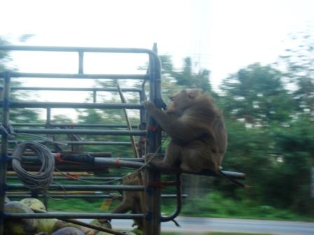 ...Easyrider-Monkey auf dem Weg zur Arbeit, hinten auf dem Pickup...