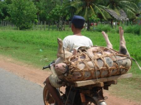 ...schweinischer Tiertransport unterwegs zum zweiten...natürlich noch lebendig die arme Sau...zwecks Frischegarantie...