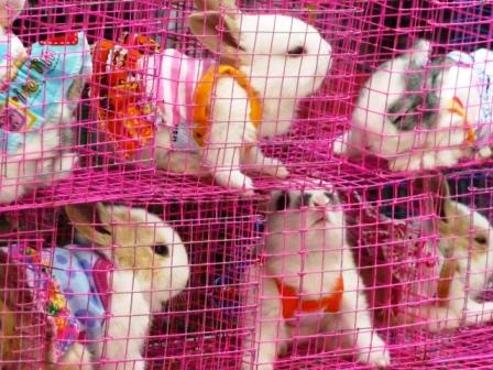 ..aufm JJ-Market ein beliebtes TIT-Gadget...Kleintier mit Kleidern...nein, wir haben keines gekauft..die Teile sind nähmlich echt...wir haben auch bei den anderen Versionen wie Maus, Hund, Katz und Eichhörnchen dankend abgelehnt...