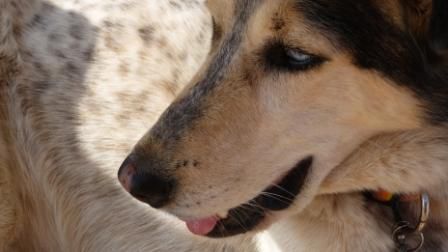 ...Tinki und Sven haben den ehemaligen Strassenhund Luna im Surfurlaub in Portugal kennengelernt und gleich adoptiert....