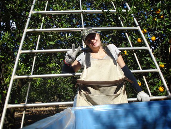 Ich beim 'orangepicking' in voller Montur bei 37 Grad.