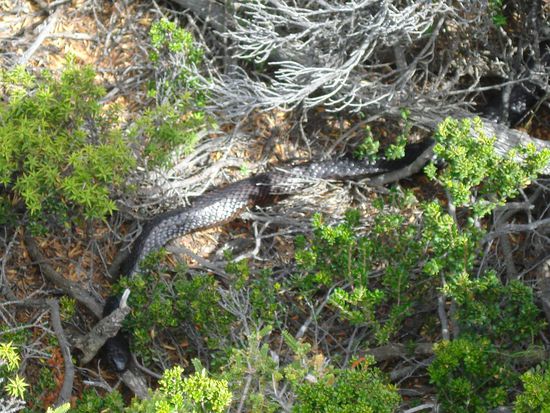 Tiger Snake... ahhhhh