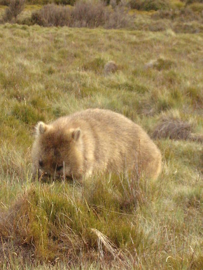 Ungewoehlich hellbrauner Wombat