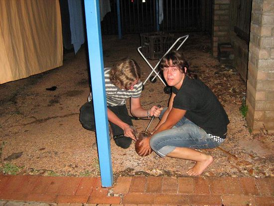 Sheba &amp; Nora beim Kokusnuss knacken