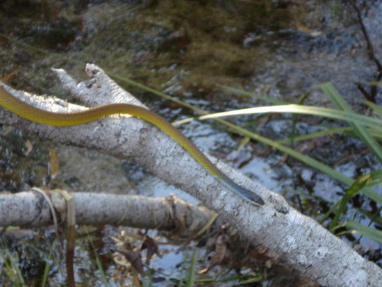 Und die Schlange, weiss echt nicht was das fuer eine ist, mit so nem blauen Kopf?!?