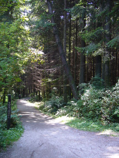 Waldweg im Stanleypark