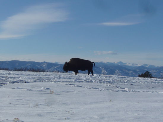 Es gibt sie doch noch: Bisons!