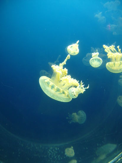 Jelly fish