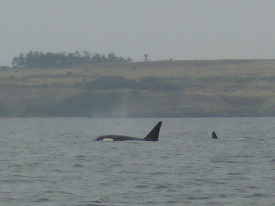 Orcas!!!