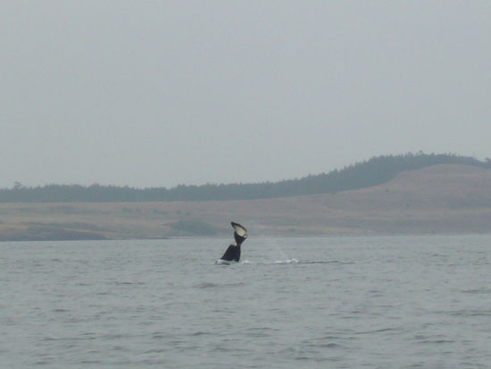In der Orcafamilie war auch ein Junges dabei,welches tasaechlich noch sehr verspielt war und-sehr zu unserer Freude-jede Menge Spruenge und andere Faxen gemacht hat 