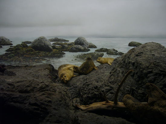 Robben und Seeloewen gabs sogar gratis dazu 