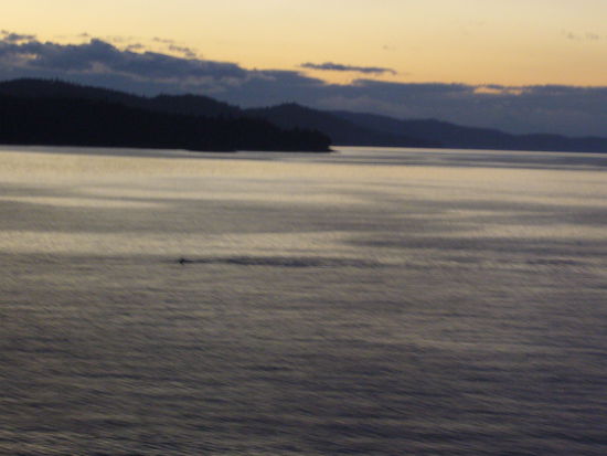 Hier leider nur als "Schatten" im Wasser zu sehen...