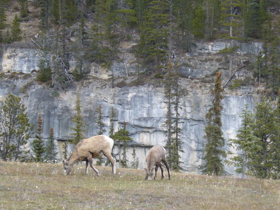 Hier mal ein paar Tiere: Gemsen..