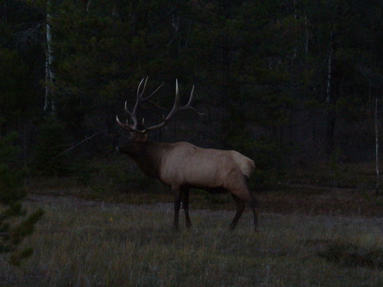..maennlicher Waipiti-Elch