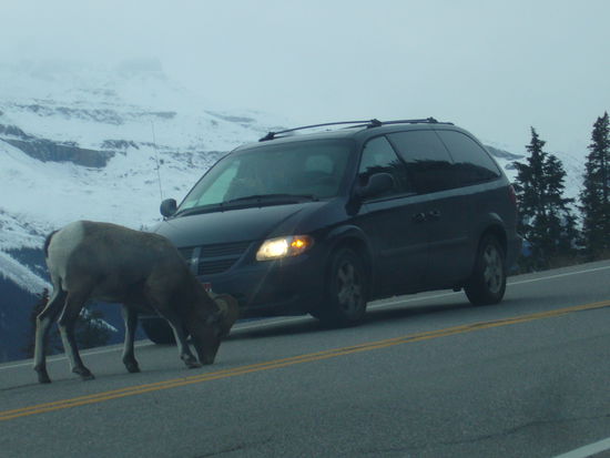 jaaa..auch sowas gab es: Boecke, die das Salz von der Strasse geleckt haben und sich durch die Autos ueberhaupt nicht stoeren liessen  Da hiess es wohl warten...