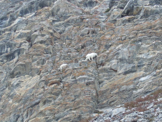 Langhaarziegen (keine Ahnung, wie die heissen)