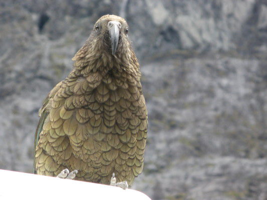 frecher KEA