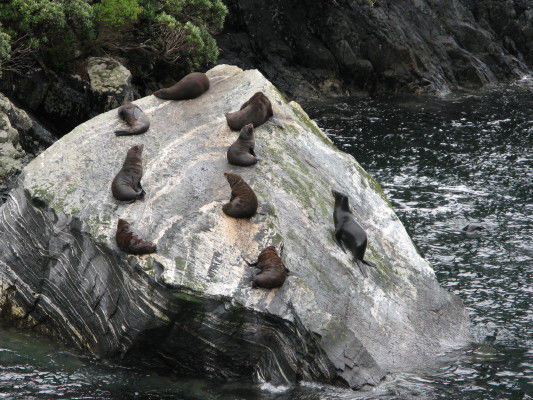 Seal-Kolonie