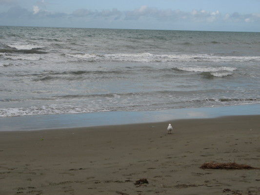 Pohara Beach in der golden Bay