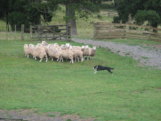 Hirtenhund in Aktion