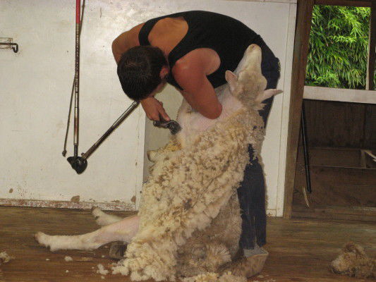 Schaf "Dolly" wird von der ...