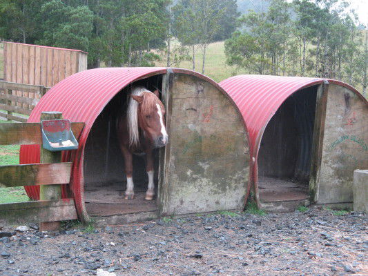 Mini-Pony im Unterstand