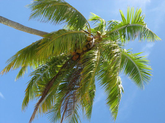 relax unter der Palme