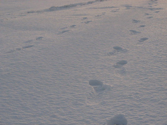 hier unsere Spuren im Schnee - bald werden wir unsere Spuren im Sand verewigen )