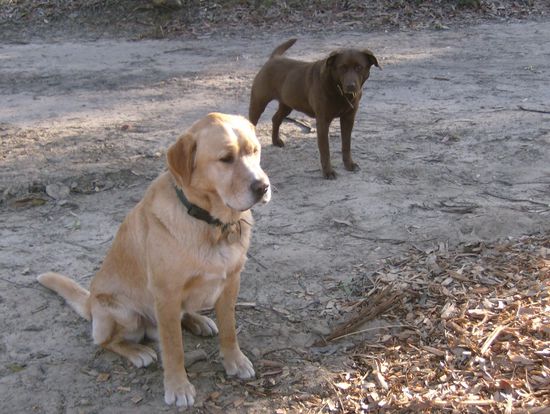 Meine beiden Freunde: Buster und Fudge.
...sehr herrlich, die beiden begleiten mich immer...